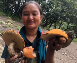 Monsoon fuels 'shroom bloom' across Himalayas and plains